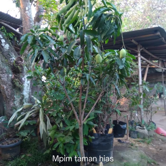 menjual berbagai  jenis pohon mangga, tinggi 2 meter.