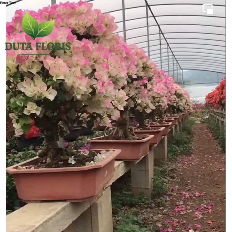 NEW Tanaman Hias Bunga Bougenville Bengawan Solo Bibit Ori
