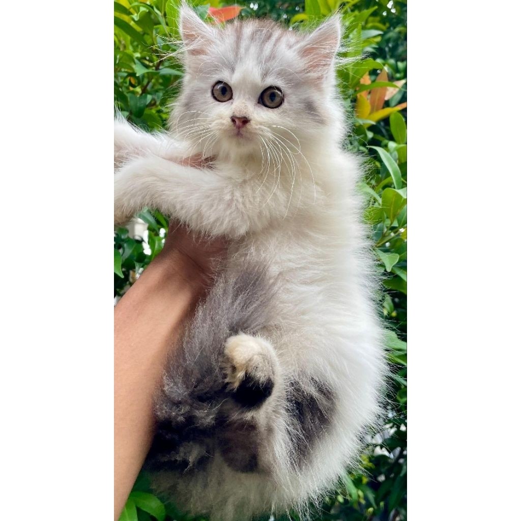 KUCING PERSIA MEDIUM BETINA 2 BULAN BICOLOR SILVER