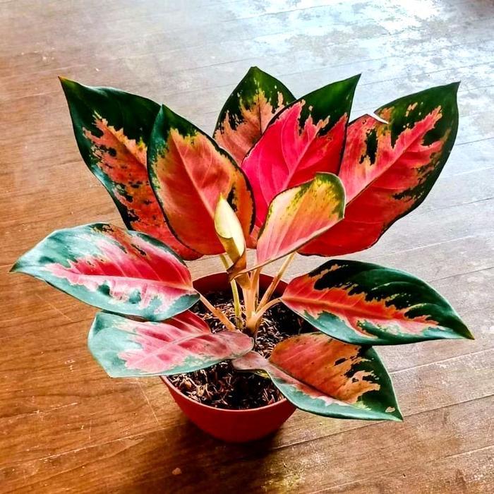 aglonema red kocin tanaman hias aglonema kocin merah kocin tembaga - remaja