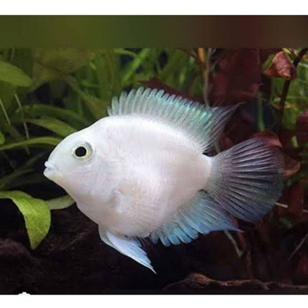 Hobi/koleksi/platinum parrot/platinum polar size bisa pilih prekor