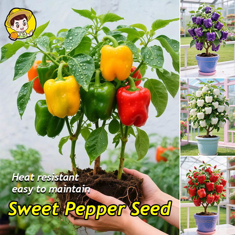 (Fast Growing 50 Seed) High Yield Sweet Bell Pepper Seeds for Planting Vegetables 100% Original Gian