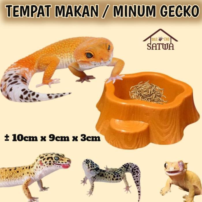 TEMPAT MAKAN / MINUM GECKO LEOPARD GEKO TANGERINE ENIGMA ECLIPSE SNOW SUNGLOW TOKEK KADAL ULAR HAMST