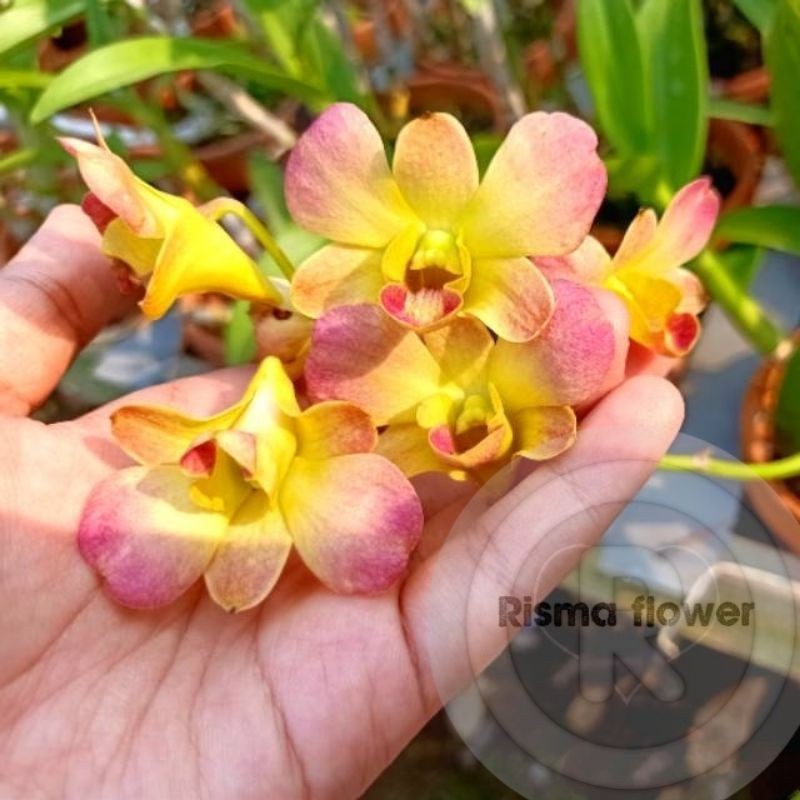 ANGGREK DENDROBIUM SPIKE/KNOP ORANGE REMAJA