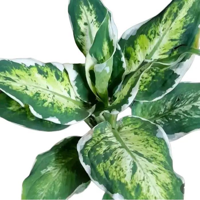 Tanaman hias Aglonema Sparkle-Aglonema SPARKLE