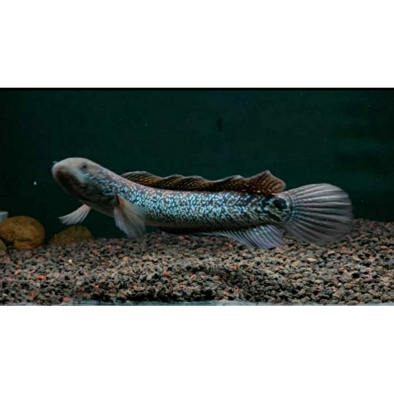 hiasa aquarium Asiatica ws pure 8-10cm Murahh(bayar cod)