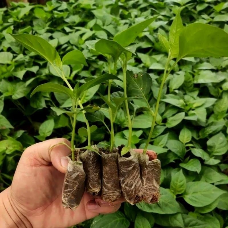 Bibit Cabe Rawit ORI 212 Siap Tanam
