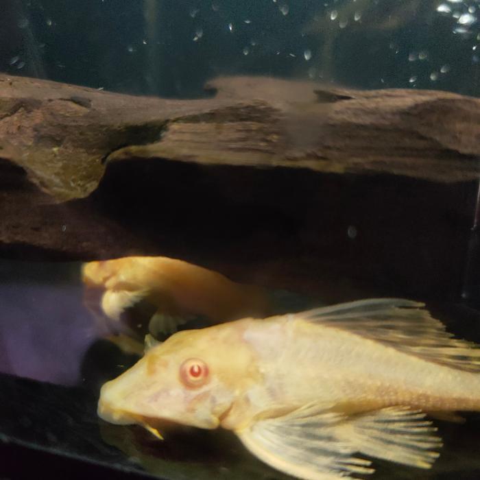 Ready Ikan Hias Gibiceps Bloody Eye Pleco L083 RedEye Albino Baby