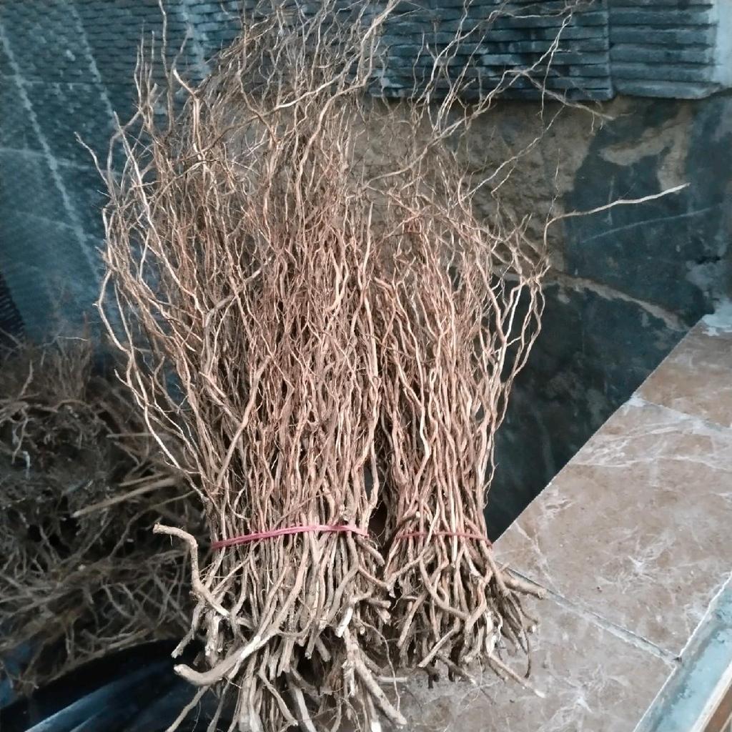 akar mini per 1 ikat hiasan akuarium dekorasi aquascape