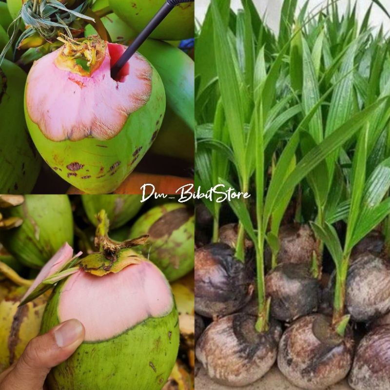 Bibit Kelapa Wulung Asli 100% | Bibit Kelapa Hijau Wulung | Kelapa Ijo Asli Cupa Merah