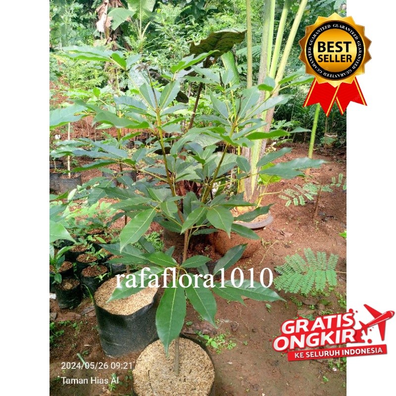 Tanaman Hias Tabebuya pink 1 meter