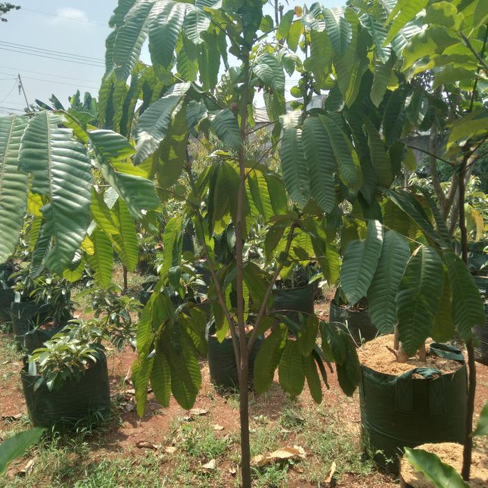 pohon buah. pohon buah Matoa.