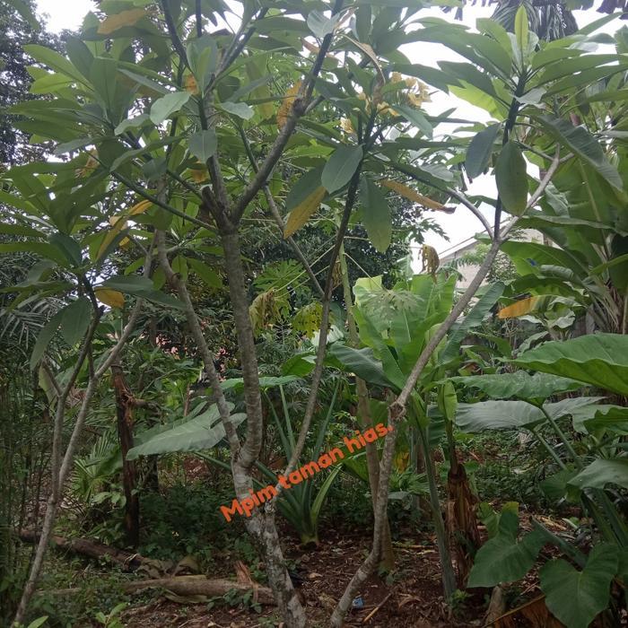 Pohon Kamboja bunga kuning. Tinggi 3 meter.