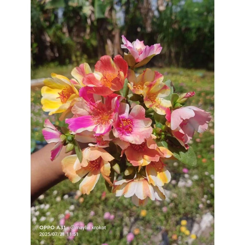 TANAMAN HIAS KROKOT MOSS ROSE WARNA WARNI - POHON HIASAN DEPAN RUMAH SIAP TANAM