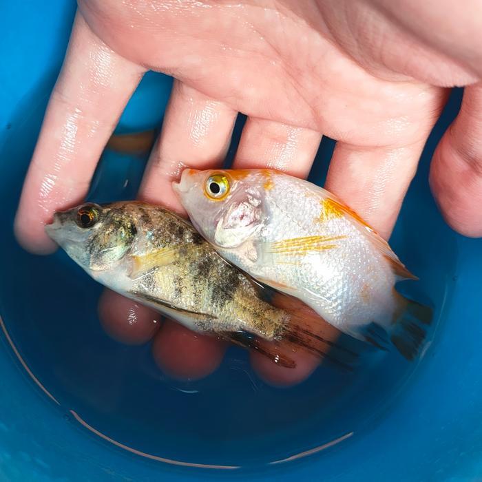 Ready Ikan Hias Bibit Ikan Nila Merah  5cm sd 7cm