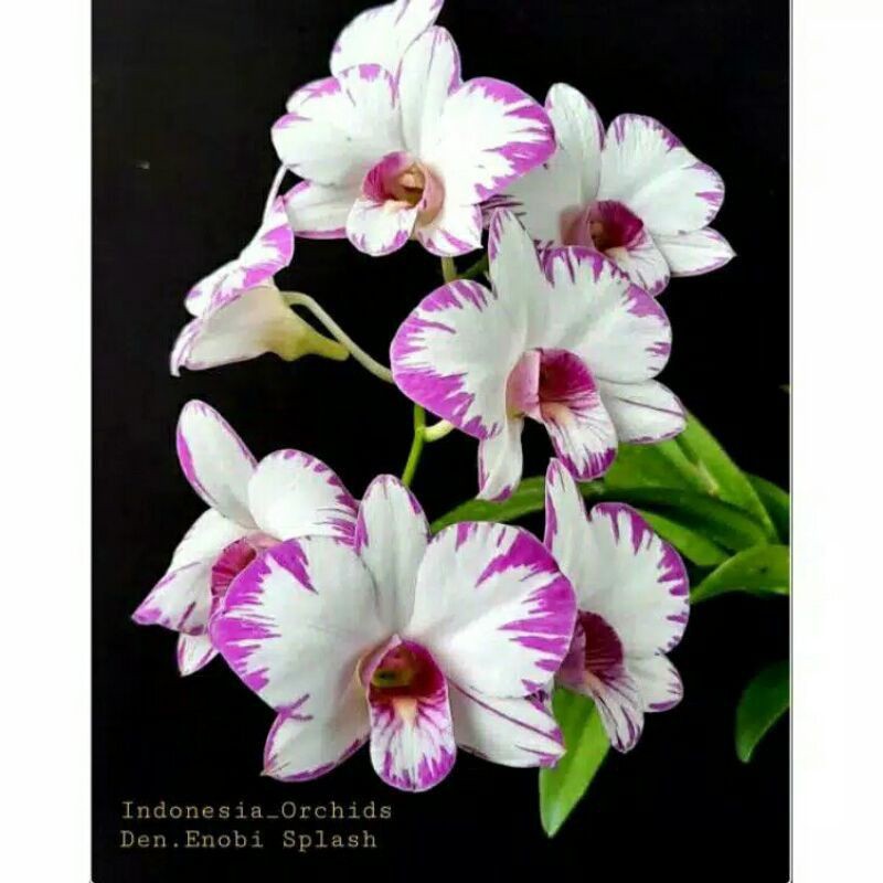 SEEDLING ANGGREK DENDROBIUM ENOBI SPLASH