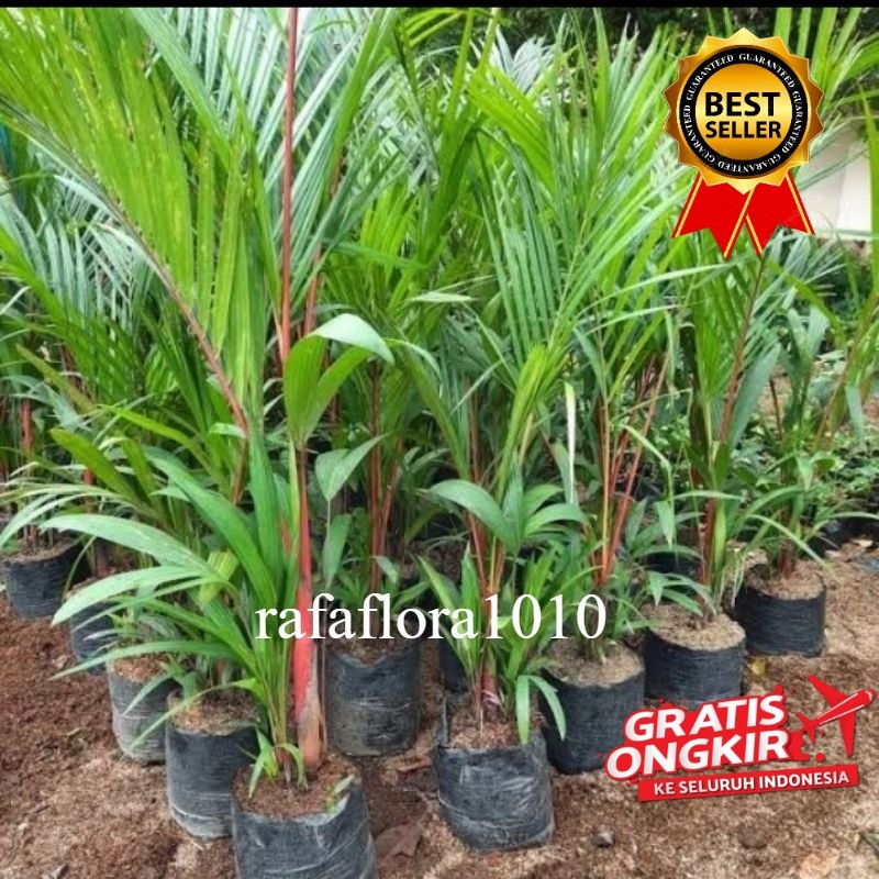 tanaman hias pohon palem merah tinggi 1meter bibit palem merah