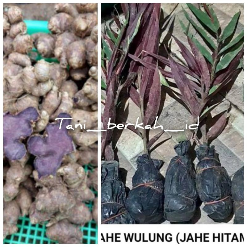 bibit jahe wulung/jahe hitam