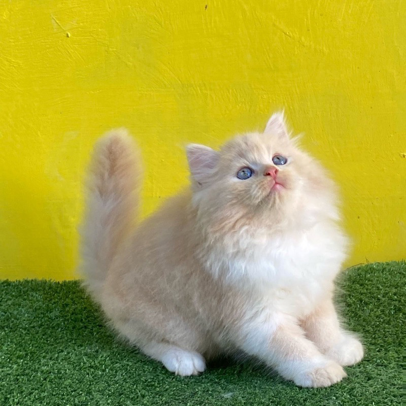 kucing kitten persia flatnose longhair cream jantan