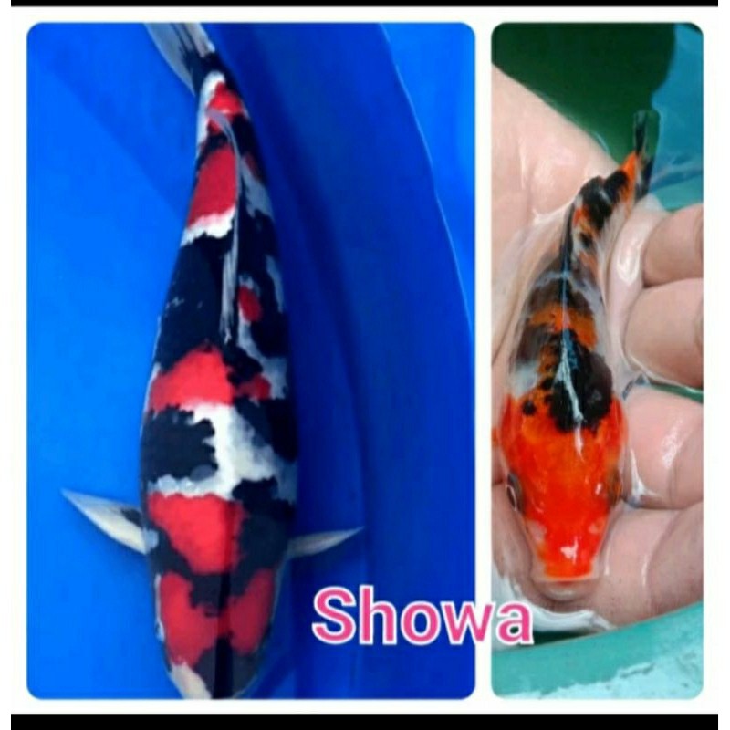 paket 5 ekor bibit koi showa grade A+