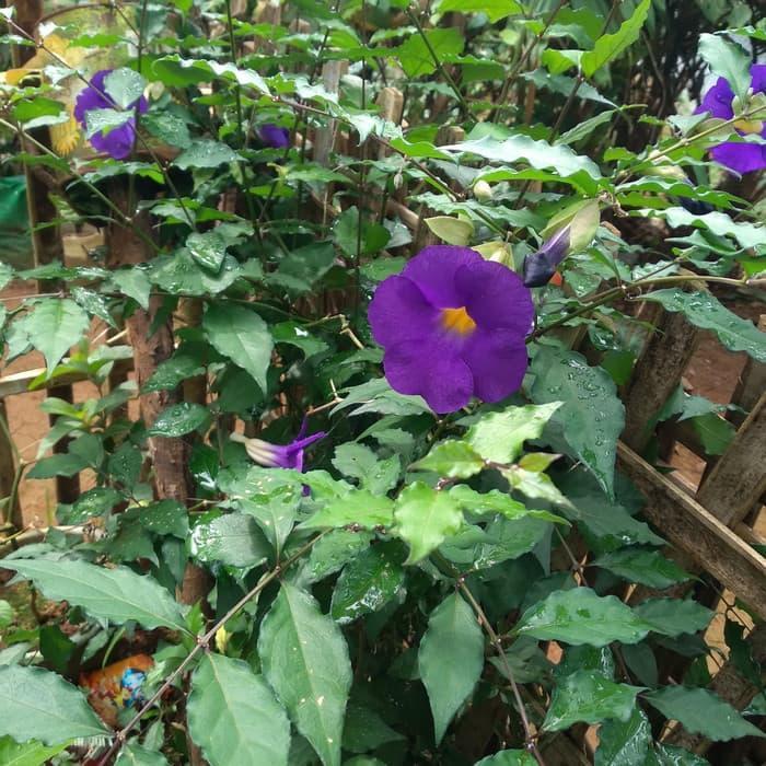 bibit stek Tanaman bunga thunbergia erecta