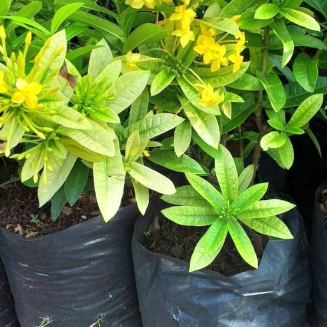 Tanaman hias asoka bunga kuning - asoka bunga kuning
