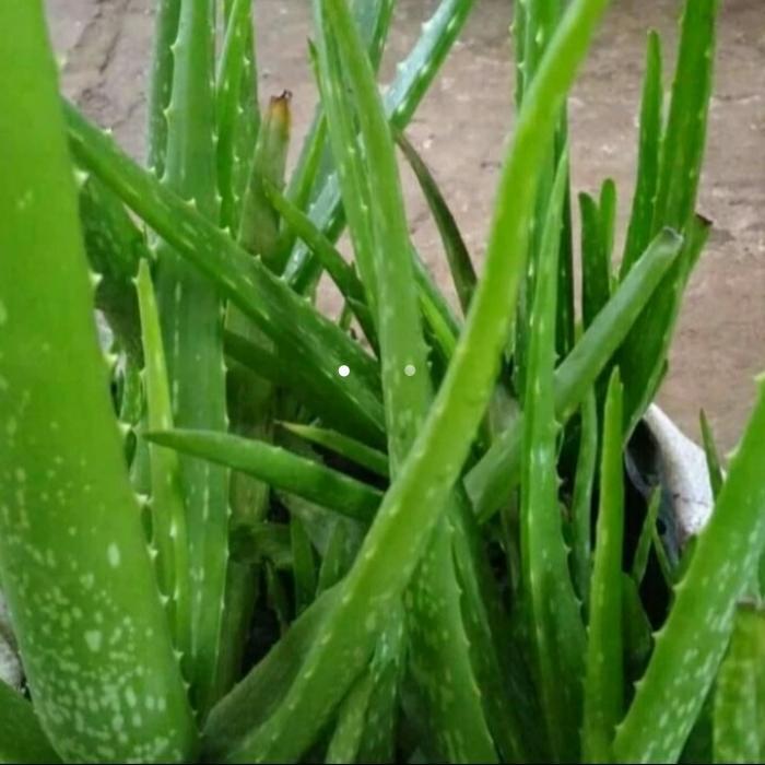 pohon lidah buaya, bibit lidah buaya jumbo.