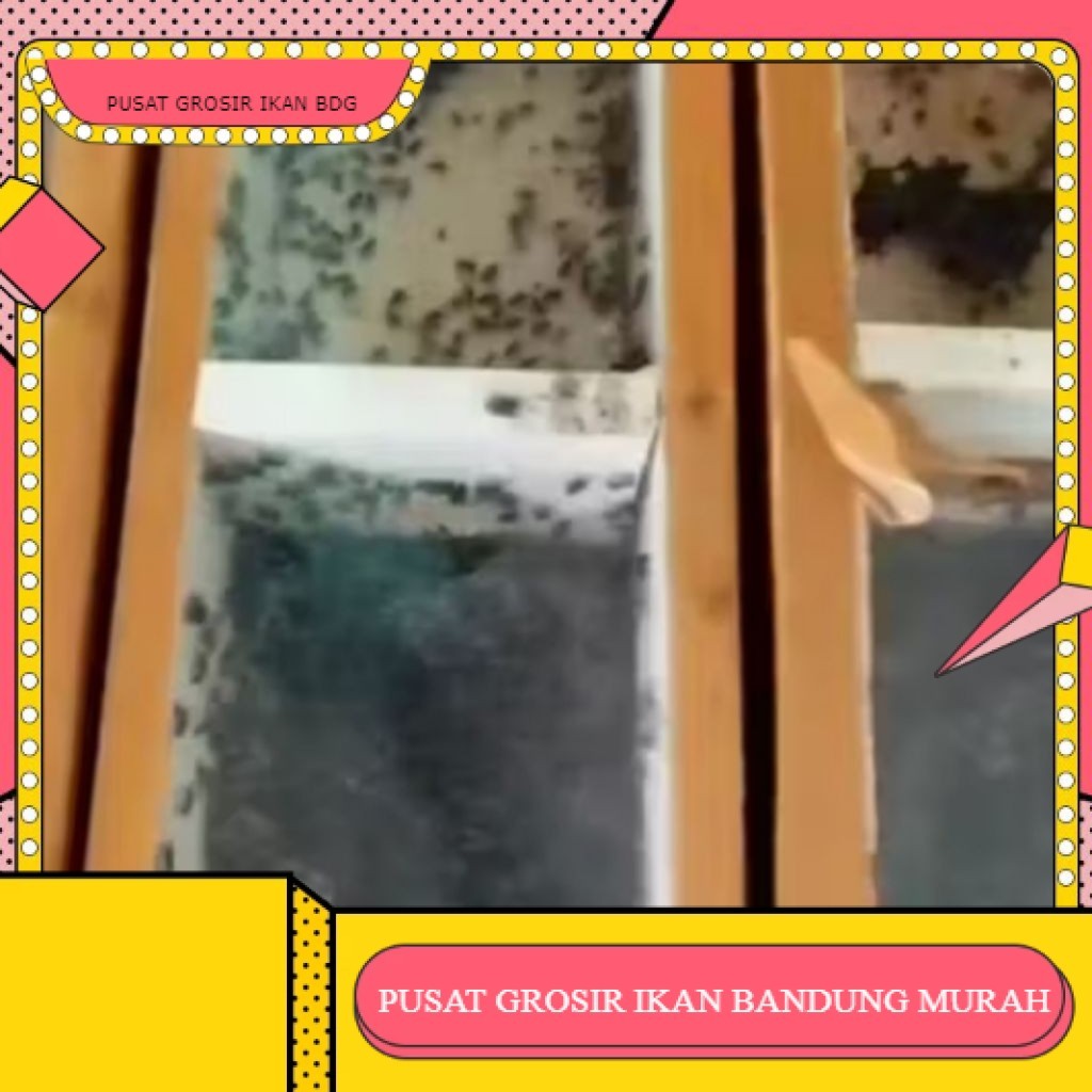 bibit lebah madu jenis levicep