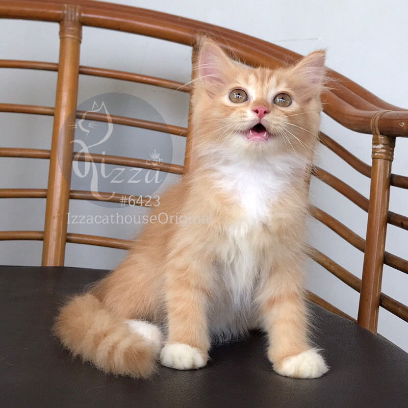 Kucing Red white Persia mix Mainecoon, Gagah bgt