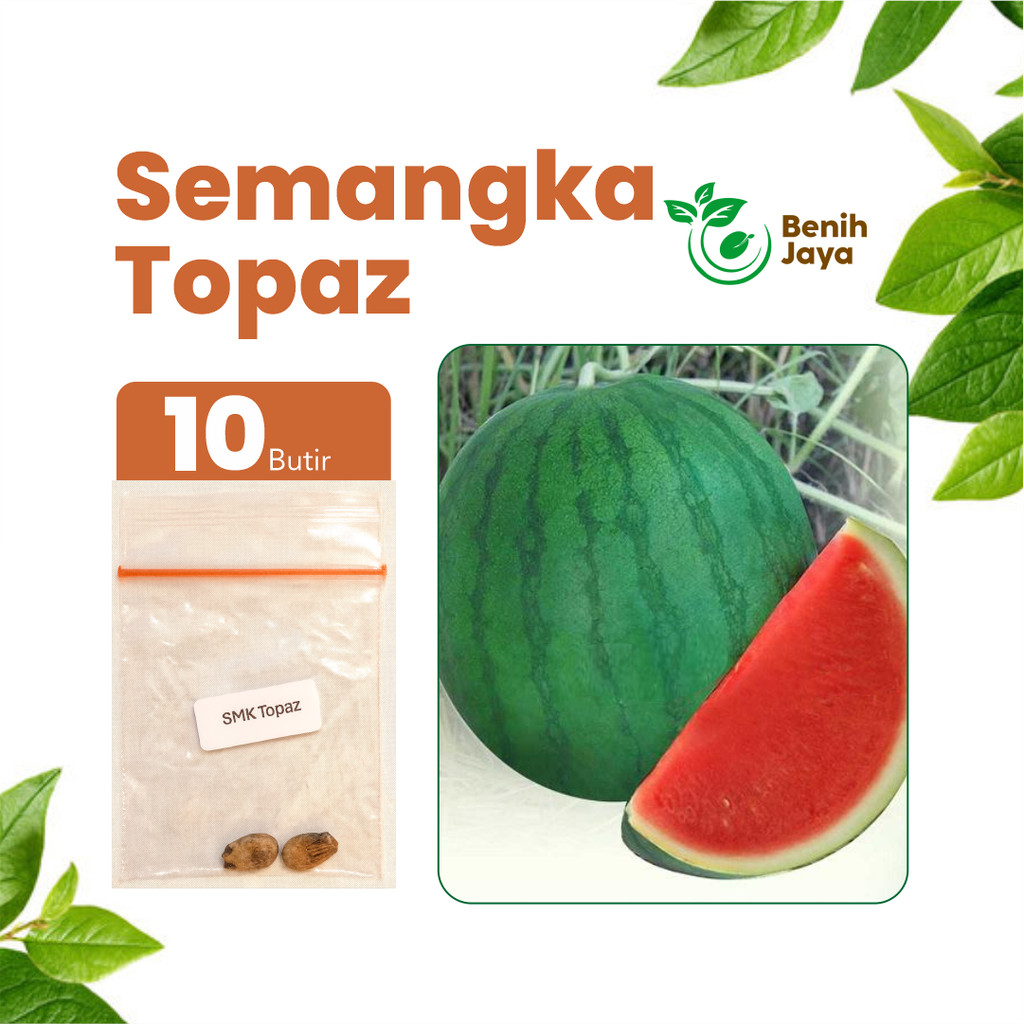 BENIH JAYA Benih Buah Semangka Merah Tanpa Biji Bibit Semangka Super Unggul Bibit Semangka Premium