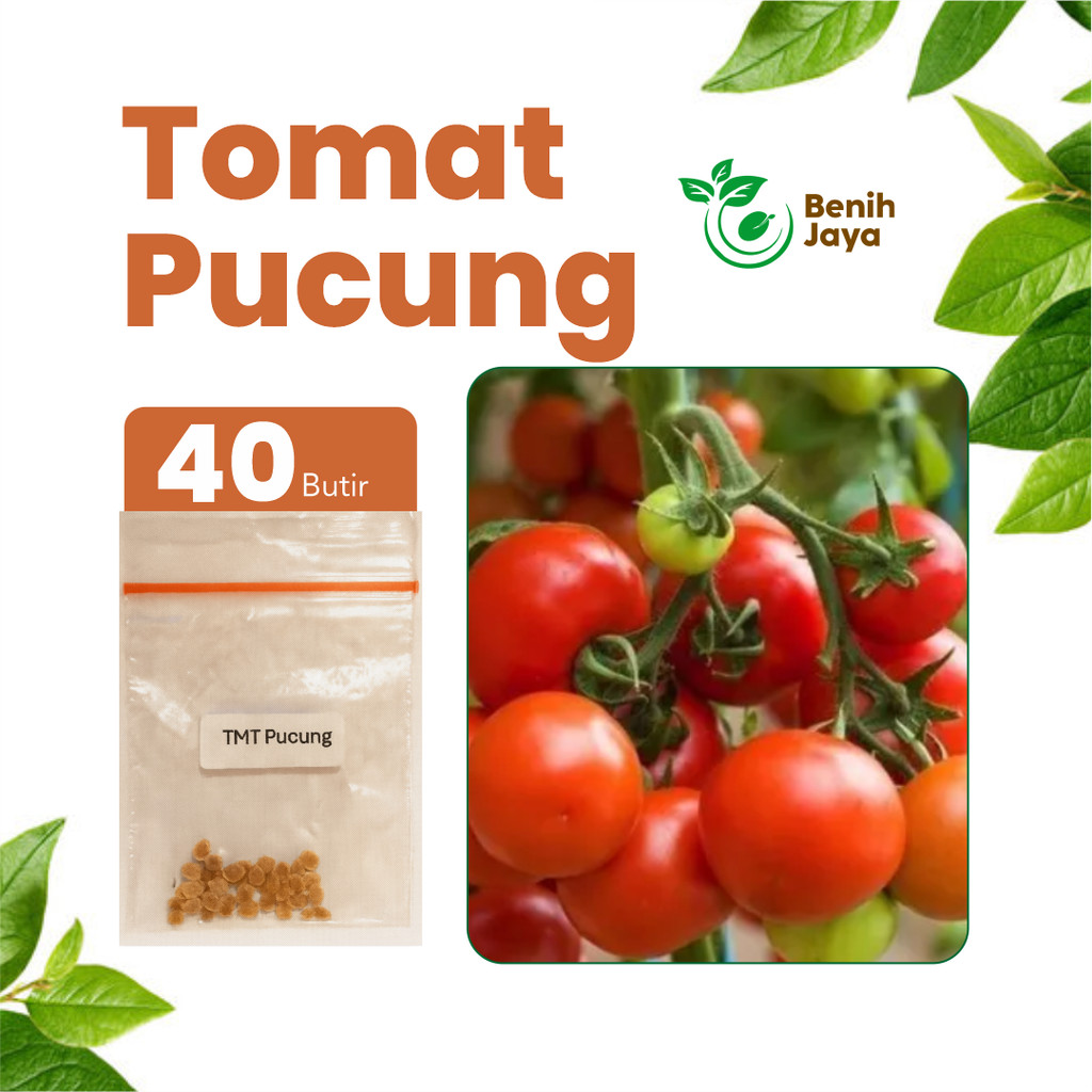 BENIH JAYA - Benih Buah Tomat Pucung Unggul, Benih Tomat Pucung Super Bibit Buah Tomat Merah Segar