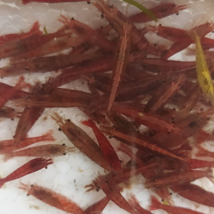 Udang Hias Red Fire Cakep Banget Untuk Akuarium Aquascape Gojek Only