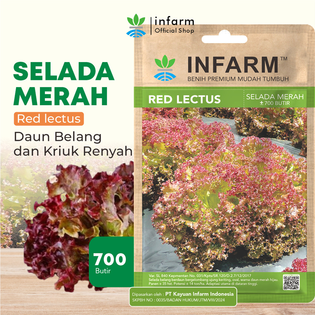 BOTANI - Benih Sayur Selada Belang Redlectus, Benih Unggul Sayur Selada Belang Bibit Super Sayur Sel