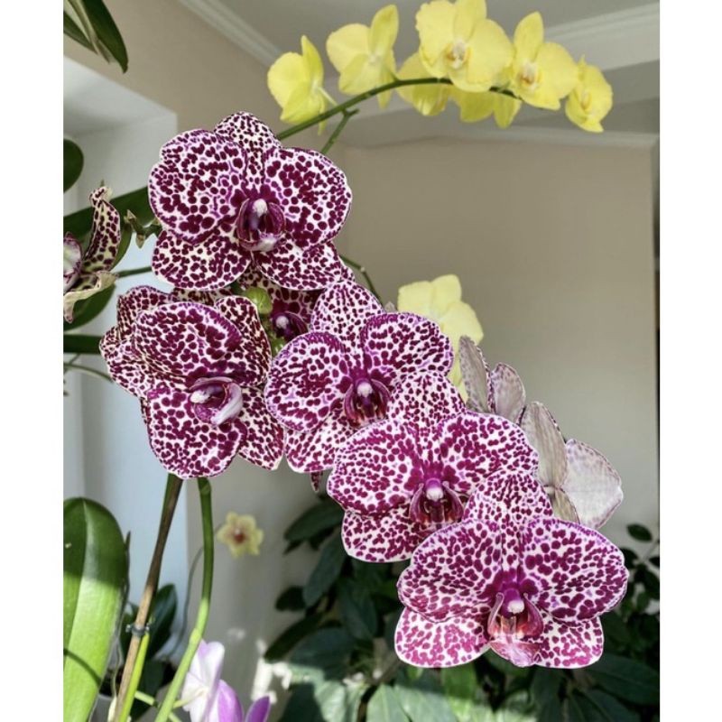 Seedling anggrek dendrobium / Bunga Anggrek hidup/ Tanaman Hias Hidup /Bunga Hias Asli/ Bunga gantun