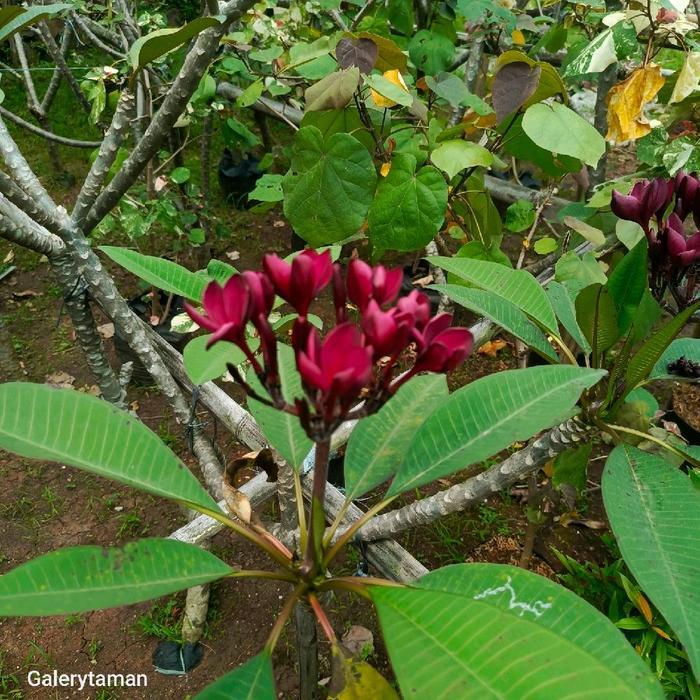 pohon kamboja kecap asli tinggi 1 meter