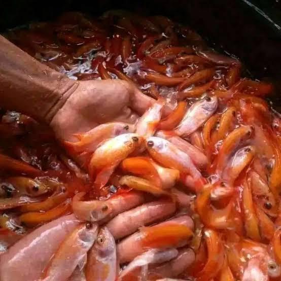 Ready bibit ikan nila merah bangkok monosex paket 100 ekor