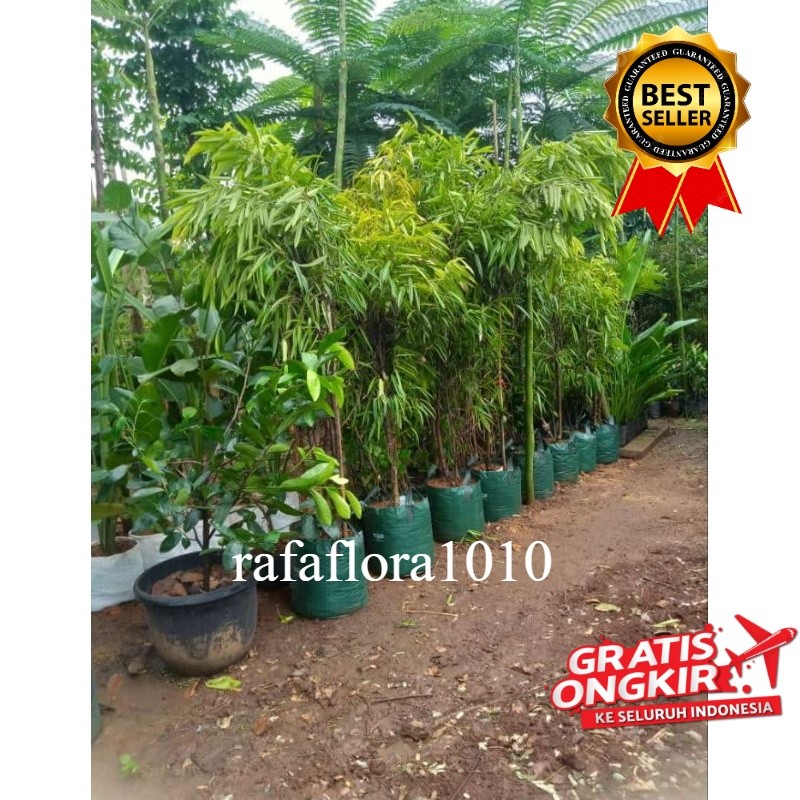 Tanaman Hias pohon beringin keraton tinggi 2 meter