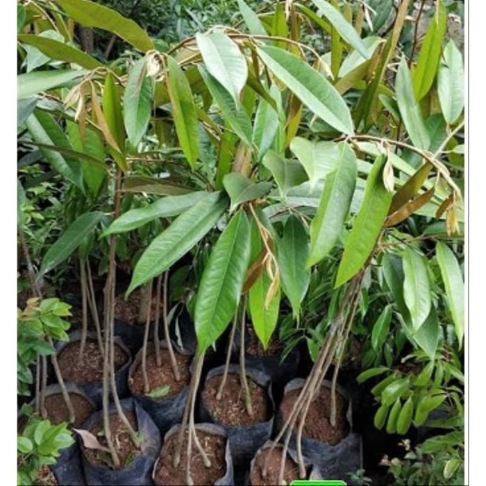 Bibit Durian Duri Hitam Kaki 3 - Durian Ochee Okulasi