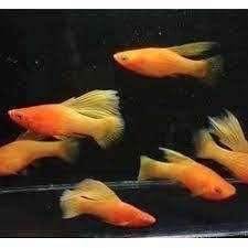 Platy  Sunrise High fin Sanke Santa Claus platy red blood