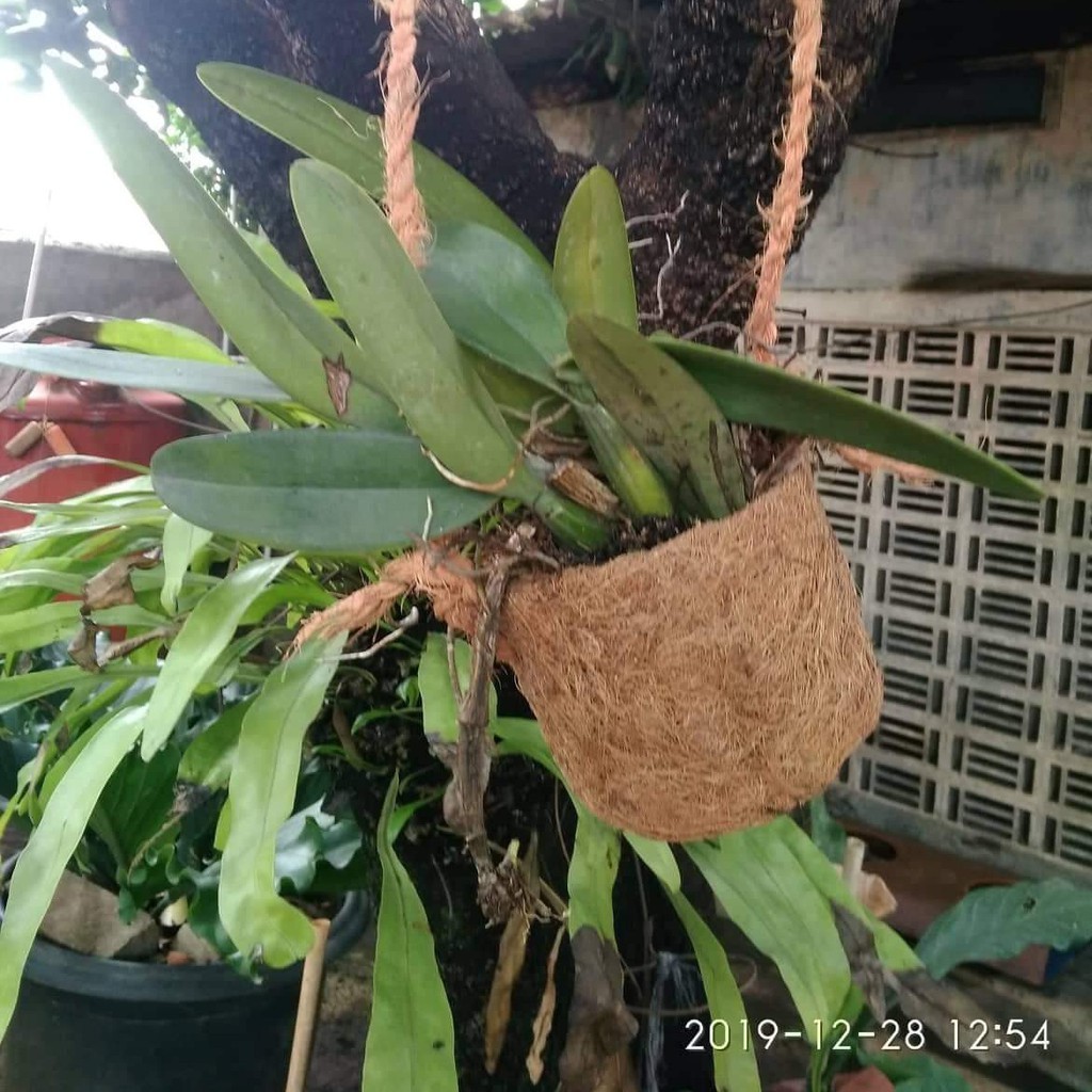 Pot anggrek sabut kelapa / Pot bunga sabut kelapa / Pot gantung sabut kelapa / Pot dari sabut kelapa