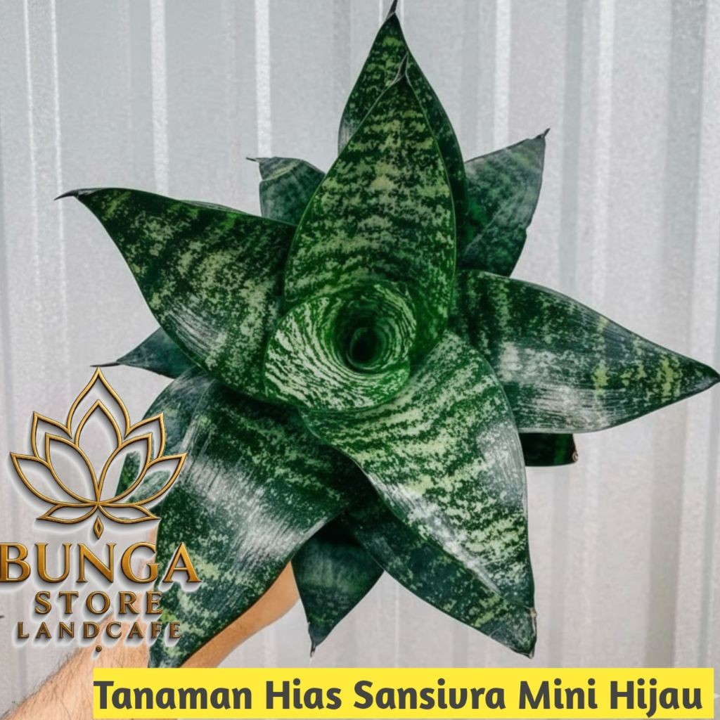 Tanaman hias sansivera mini hijau - Sansivera mini kodok - Sansivera mini hijau seharga