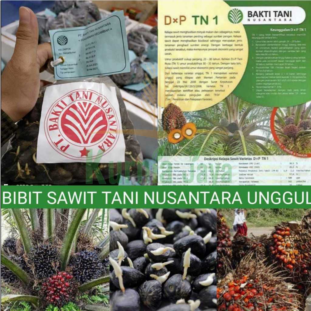 Bibit Kecambah Kelapa Sawit Unggul TN 1 - Isi 250 Butir Bersertifikat Resmi