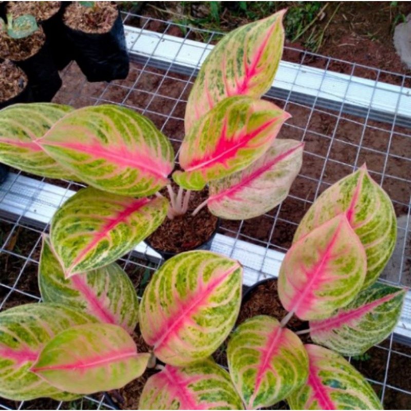 TANAMAN HIAS AGLONEMA ANDINI REAL PICT//AGLONEMA ANDINI