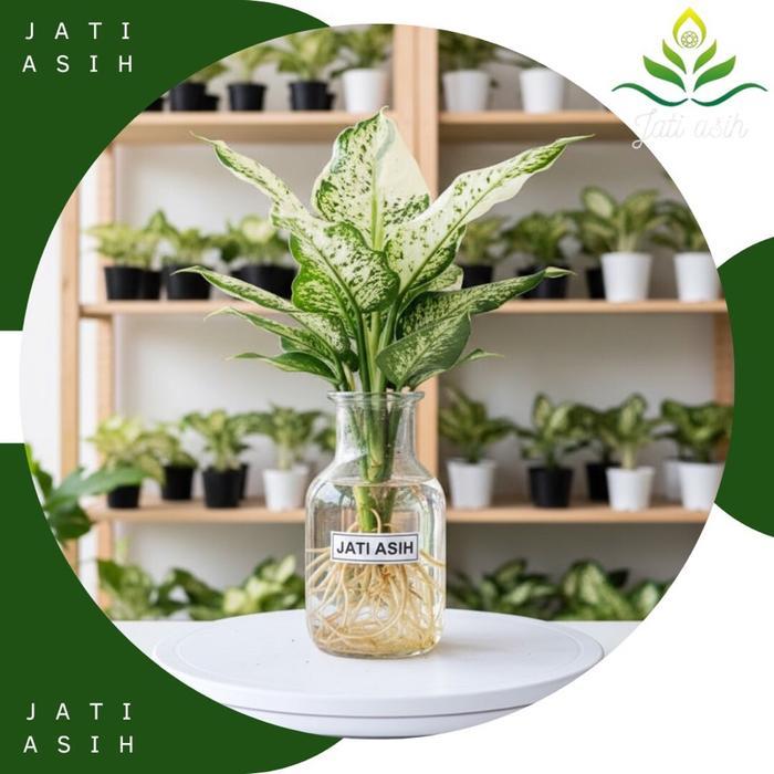 Aglonema Lukisan Cinta Rimbun Tananan hidup Alonema Sparkle Varigata  Tanaman Daun