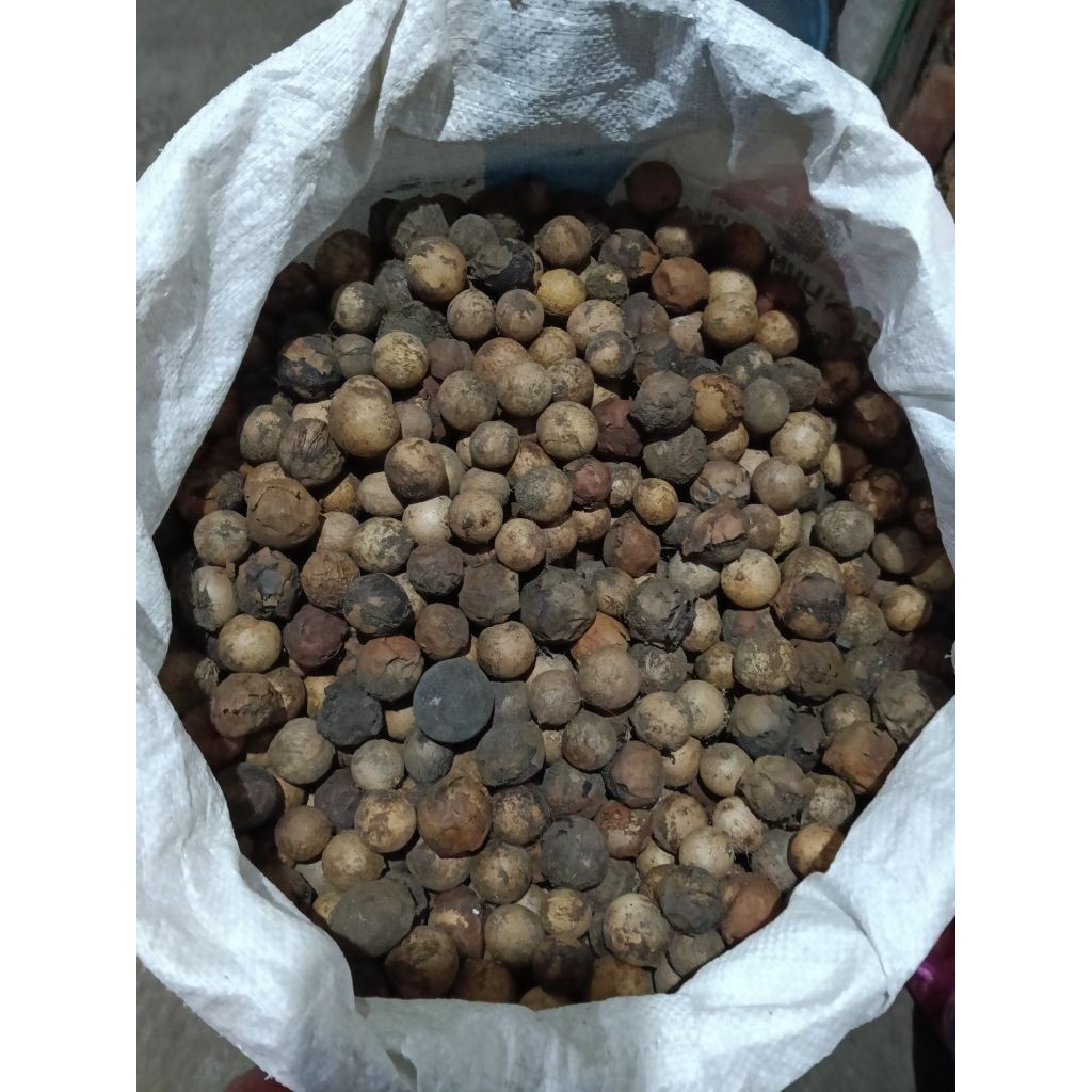 biji nyamplung 1000gr
