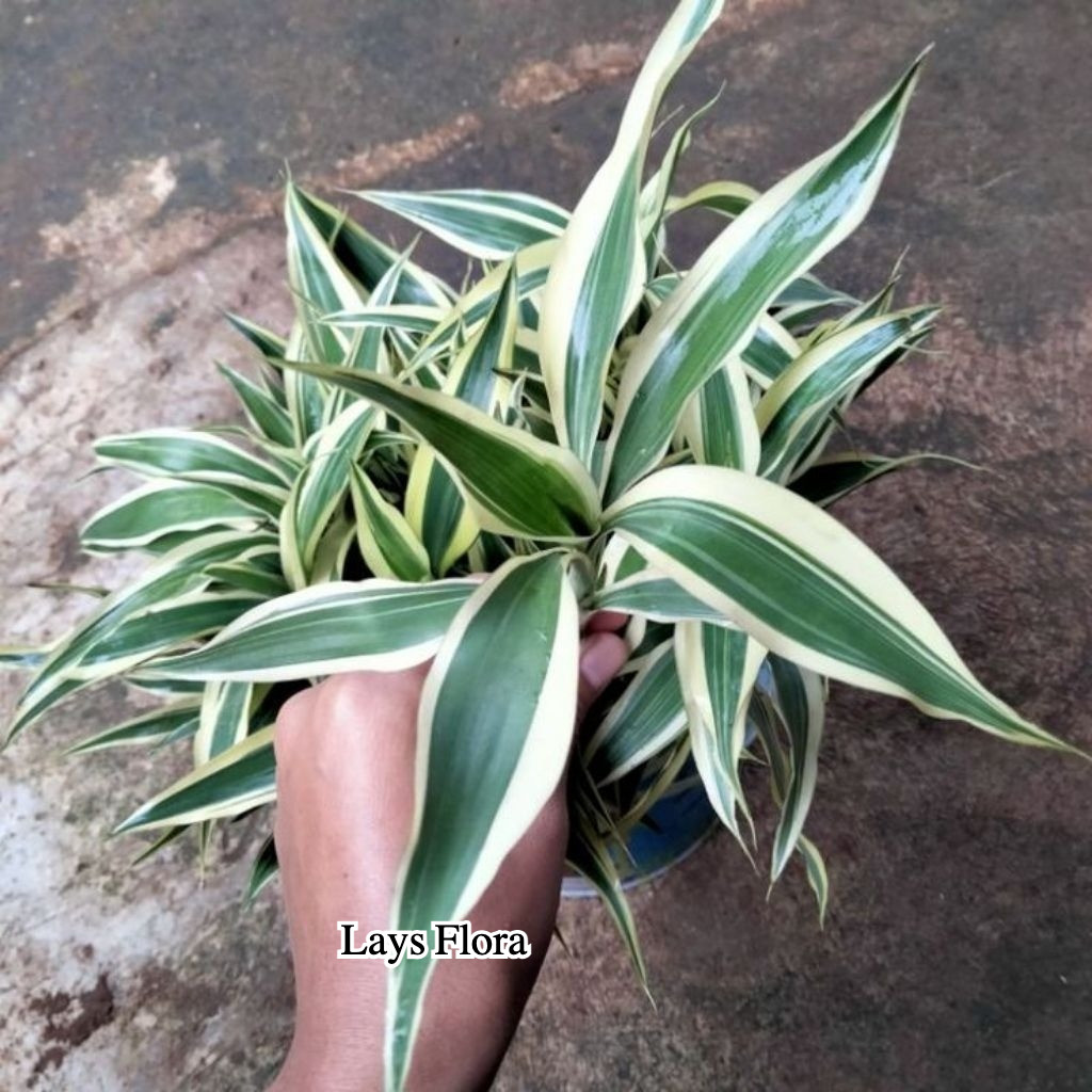 Paket 5 batang Tanaman hias bambu hoki / sri rejeki variegata - akar rimbun