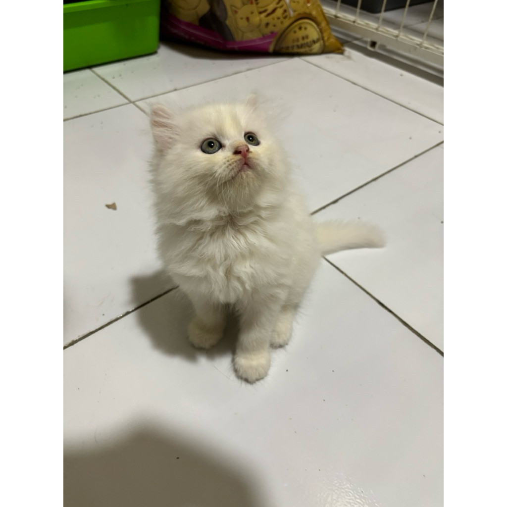 kitten persia