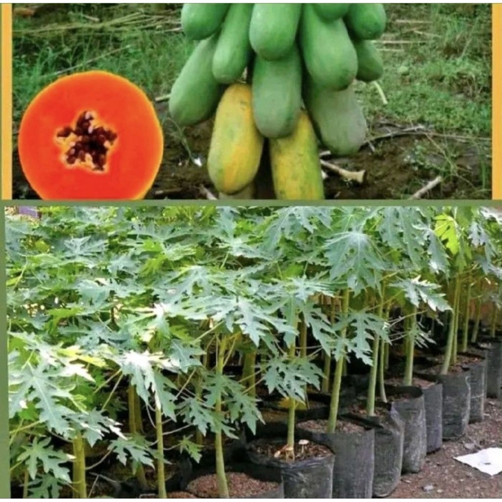 Pohon Pepaya California Bibit Tanaman Pohon Buah Pepaya California