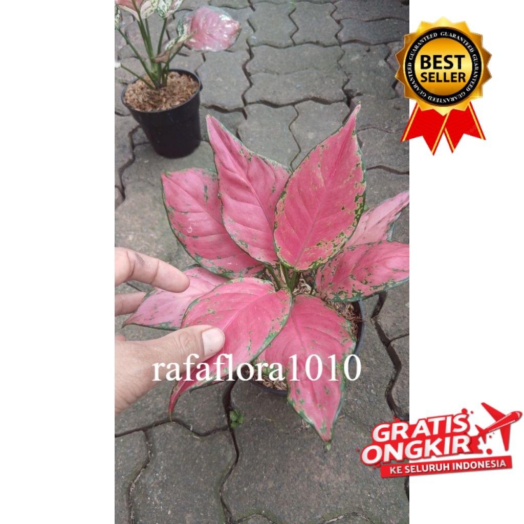Tanaman hias Aglonema red anjani