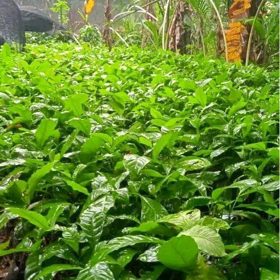 bibit kopi robusta klon bagio arsyad super paket 500 batang - bagio